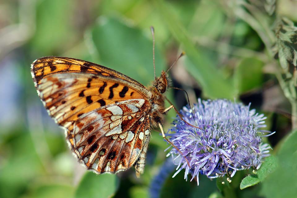 Boloria (Clossiana) dia